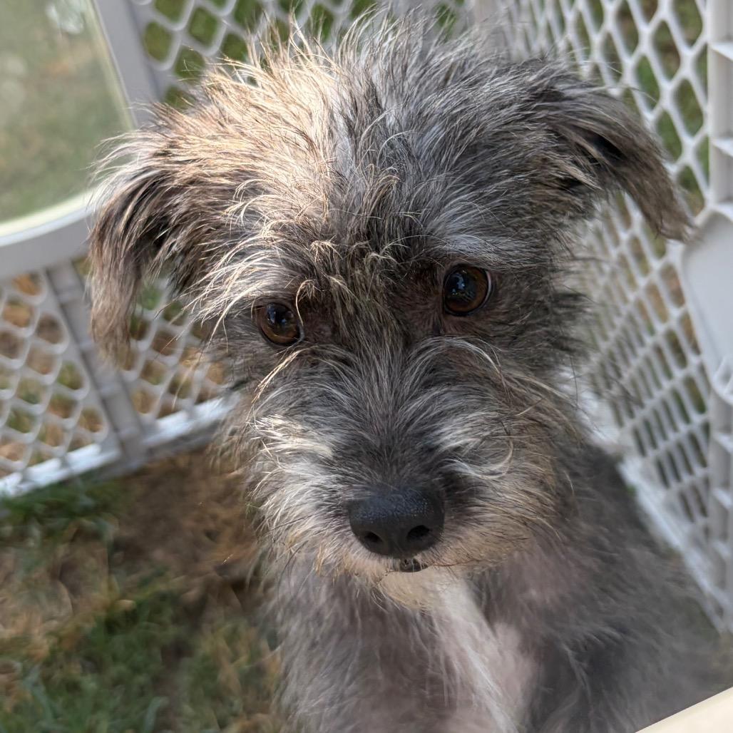 Enlarge Chive, a Adoptable mixed breed in Houston, TX image 2/6