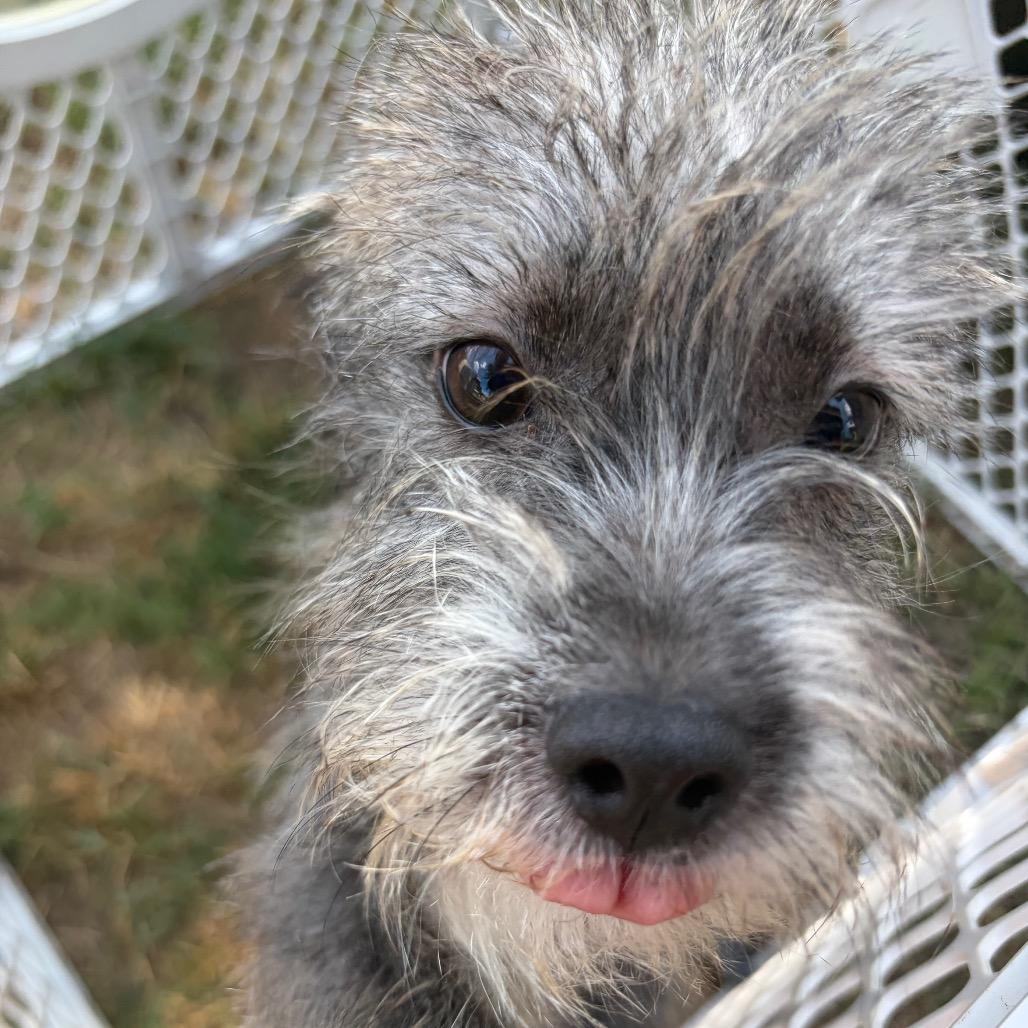 Enlarge Chive, a Adoptable mixed breed in Houston, TX image 3/6