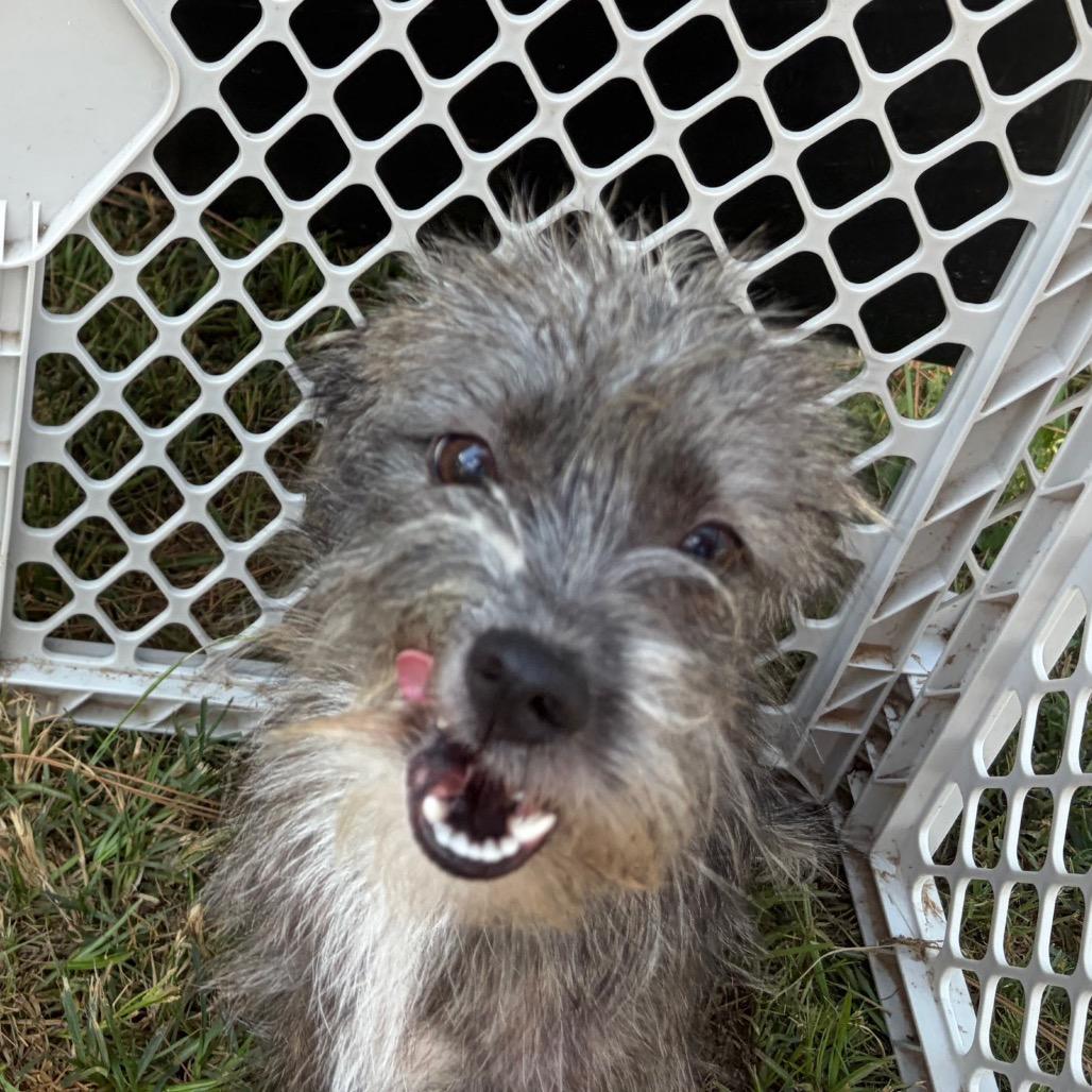 Enlarge Chive, a Adoptable mixed breed in Houston, TX image 4/6