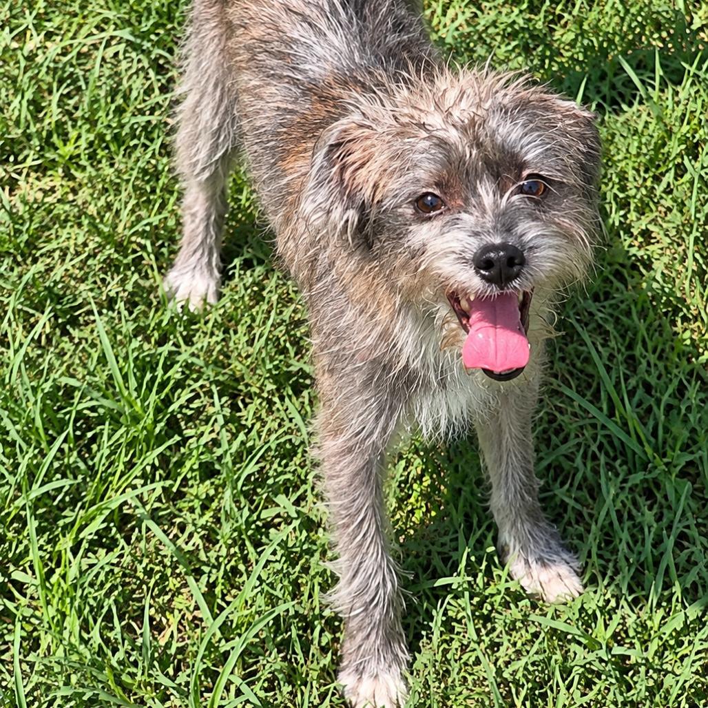 Enlarge Chive, a Adoptable mixed breed in Houston, TX image 5/6