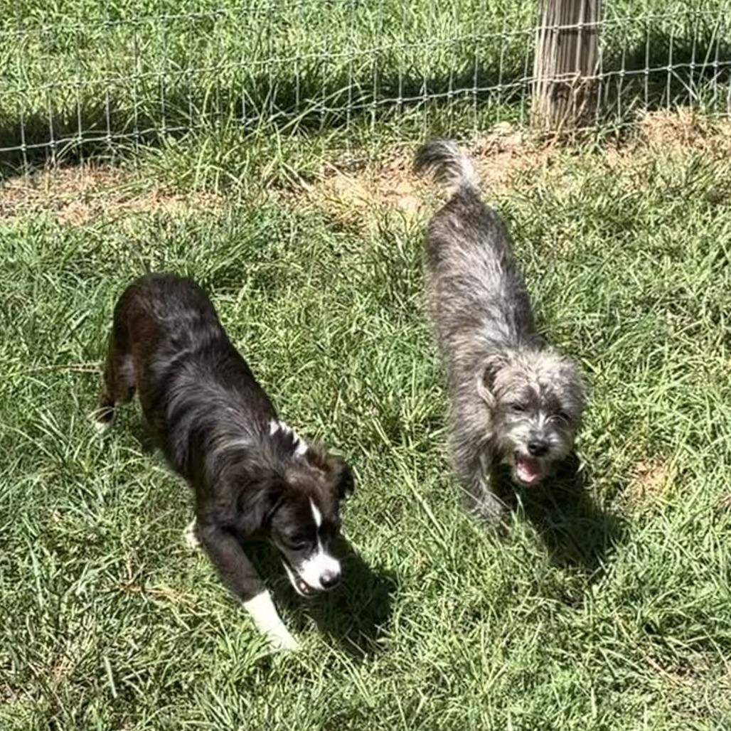 Enlarge Chive, a Adoptable mixed breed in Houston, TX image 6/6