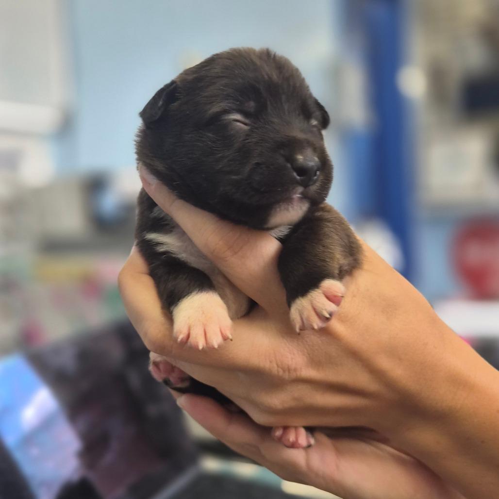 Enlarge McGriddle, a Adoptable mixed breed in Wahiawa, HI image 1/2