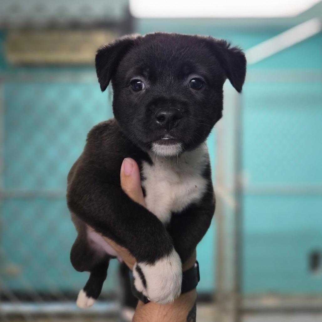 Enlarge McGriddle, a Adoptable mixed breed in Wahiawa, HI image 2/2