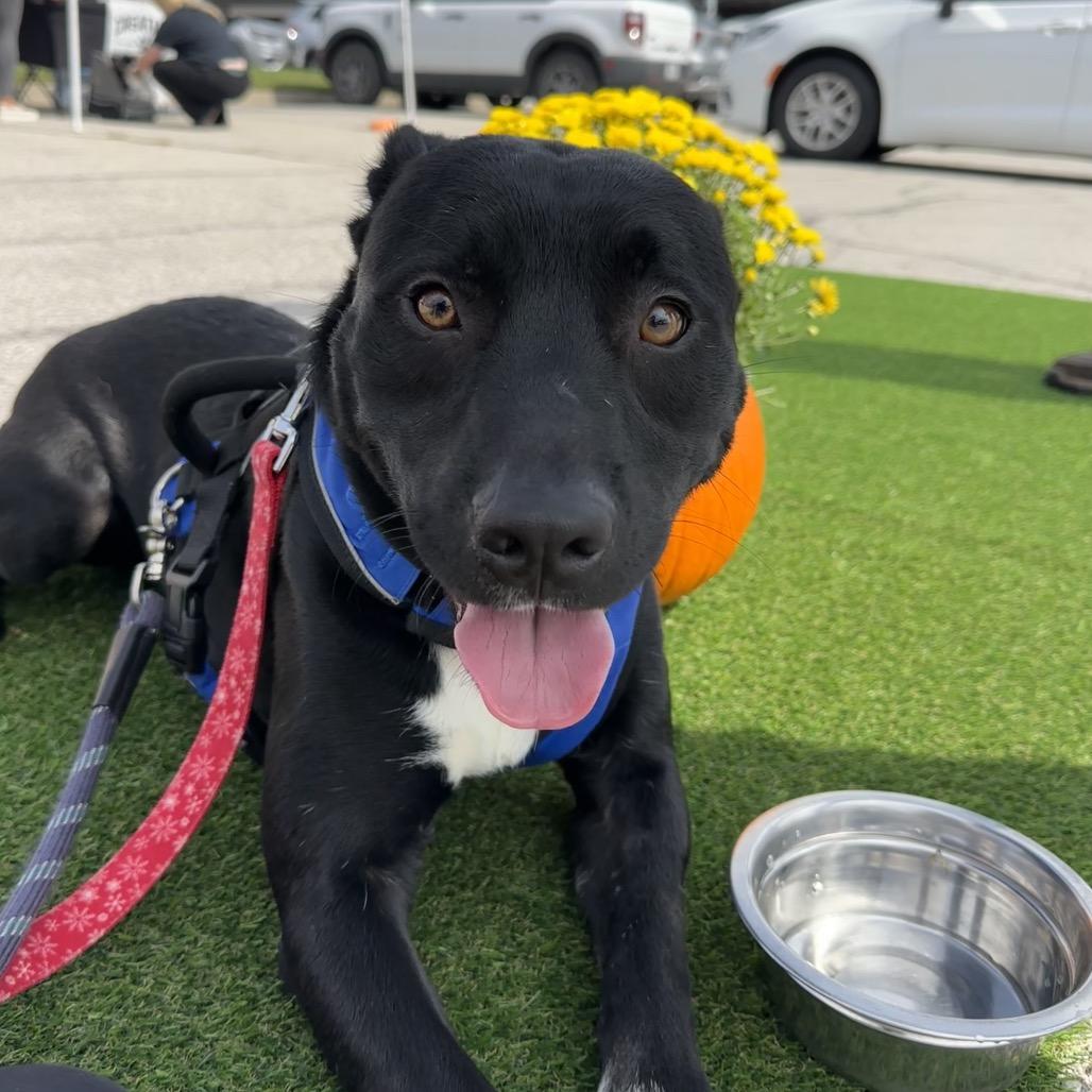 Enlarge Buffy, a Adoptable mixed breed in Columbia, MO image 3/3