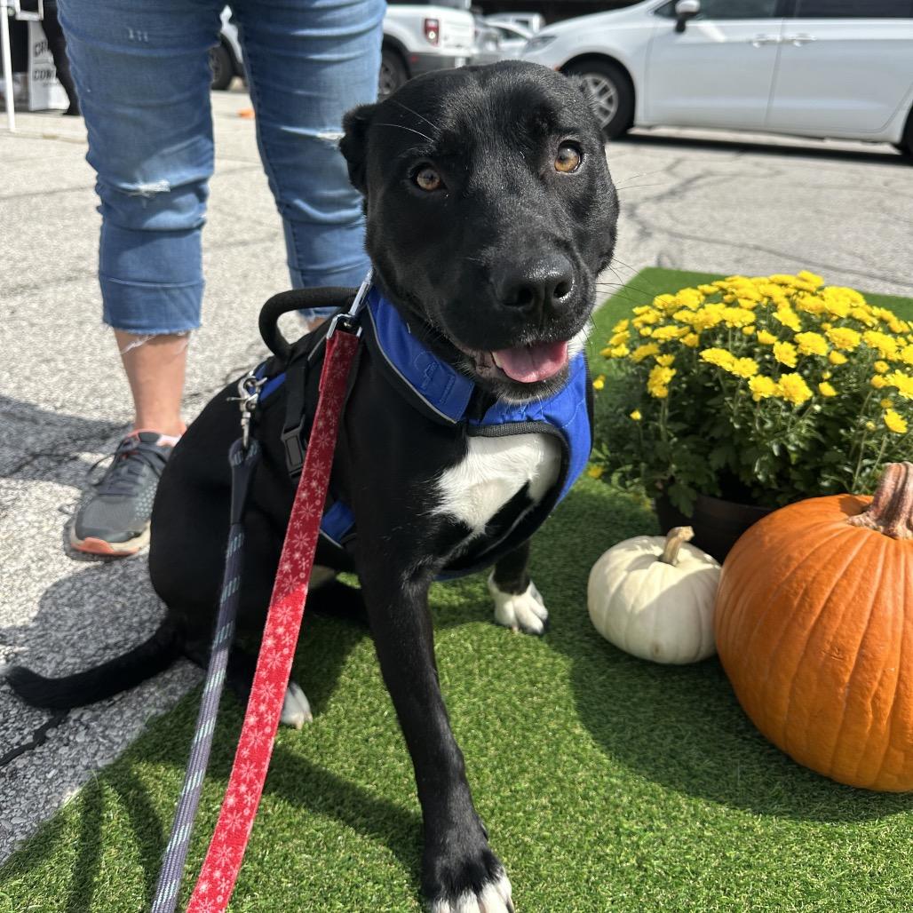 Buffy, Adoptable, Young Female Akita.