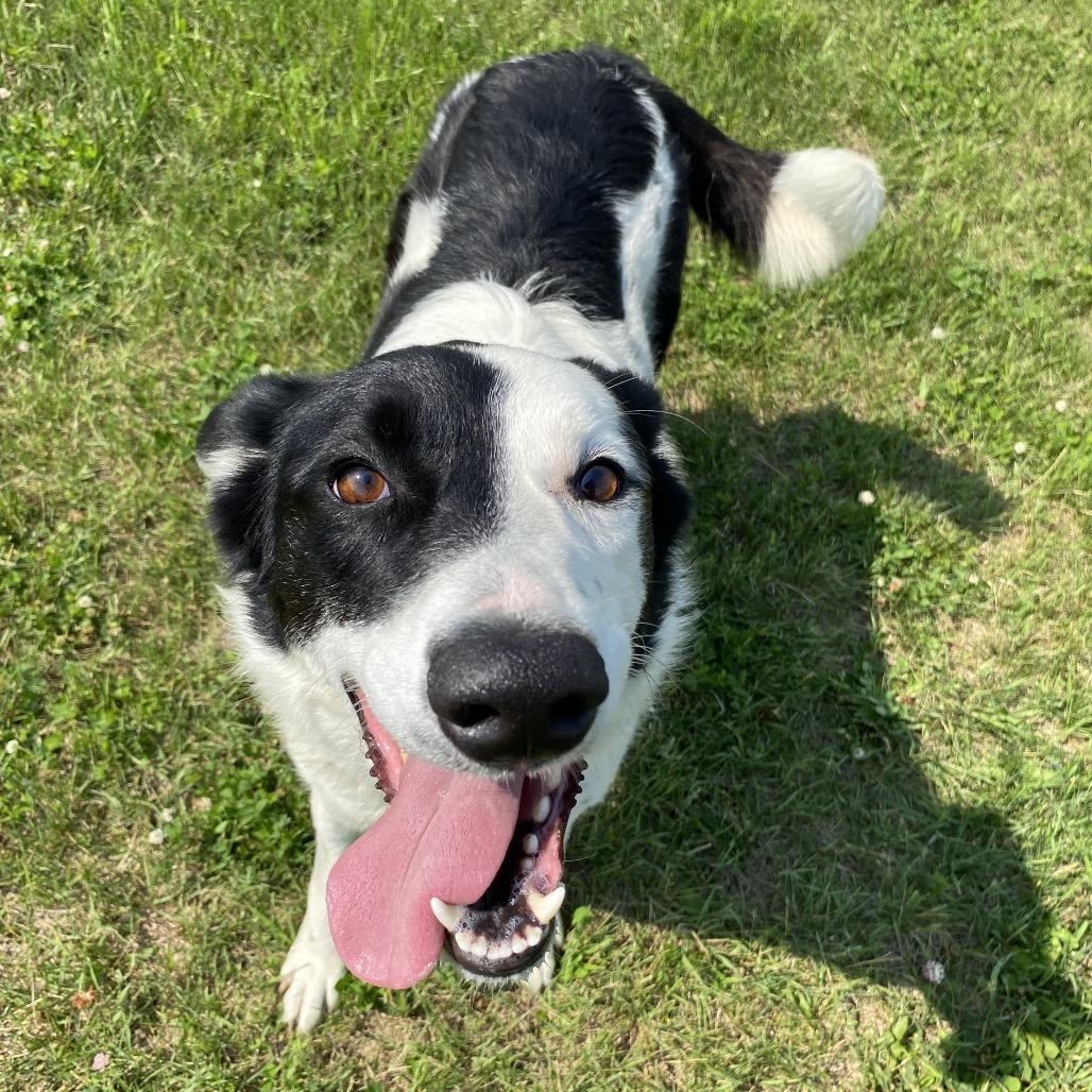 Pepper, an adoptable Border Collie in Melfort, SK, S0E 1A0 | Photo Image 2