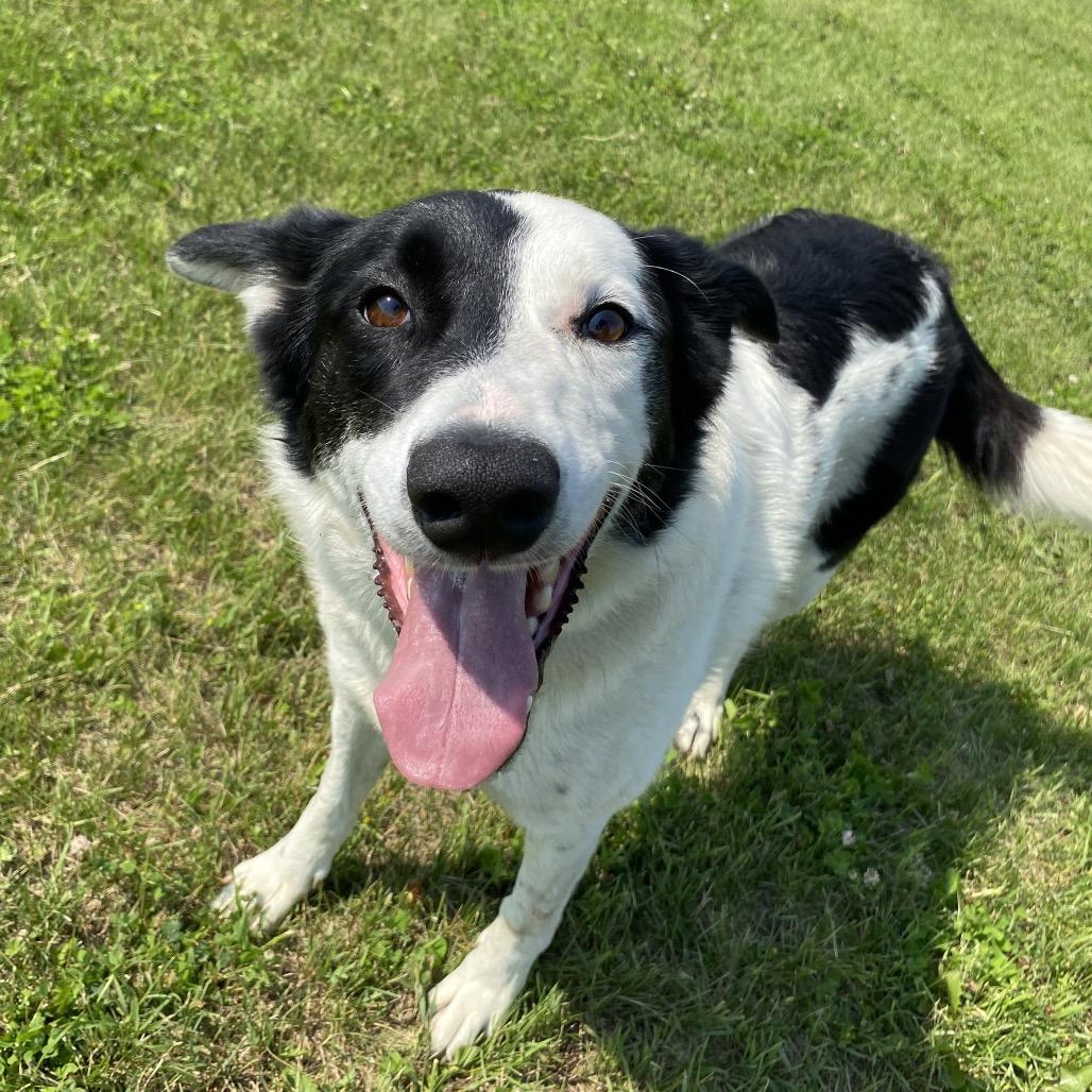 Pepper, an adoptable Border Collie in Melfort, SK, S0E 1A0 | Photo Image 1