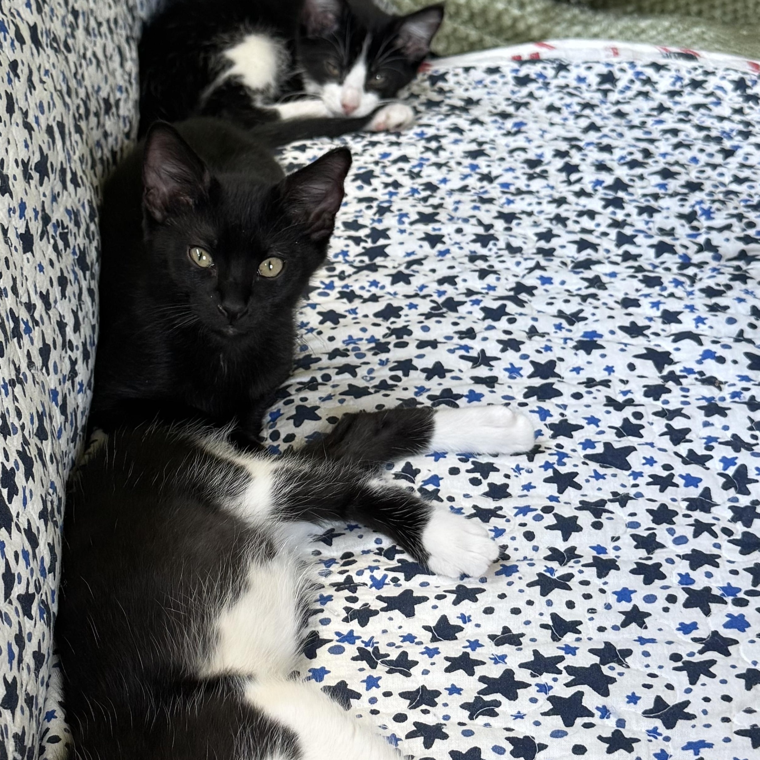 Enlarge Nolan, an adopted Domestic Short Hair in Collierville, TN image 1/1