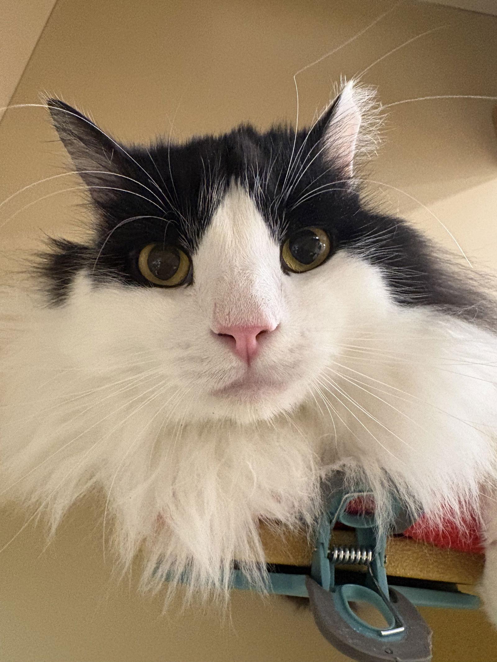 Mr. Gray, Adoptable, Young Male Domestic Long Hair.