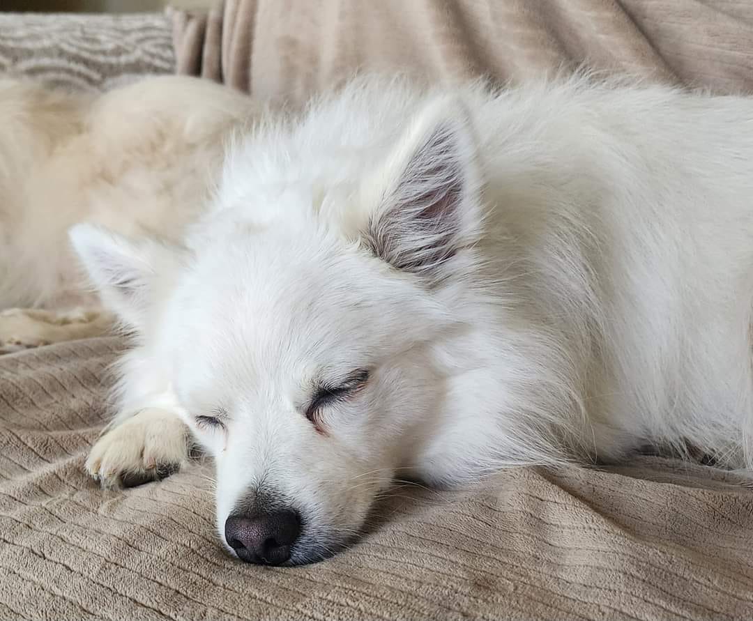 Enlarge NUKO, a Adopted American Eskimo Dog in Maineville, OH image 6/6