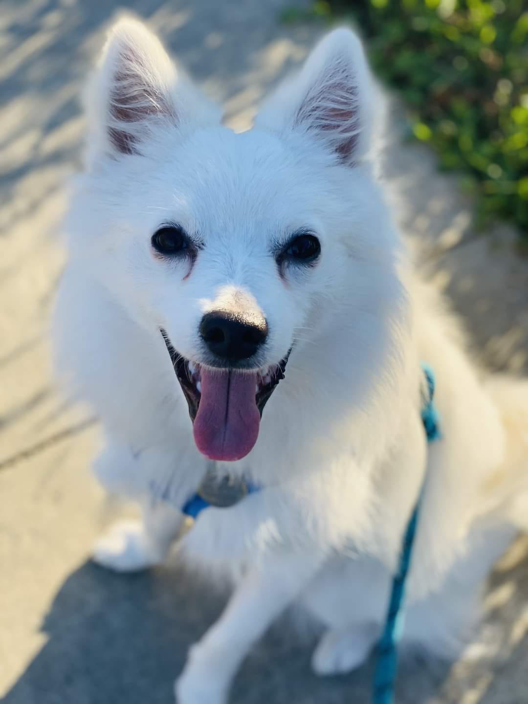 Enlarge NUKO, a Adopted American Eskimo Dog in Maineville, OH image 5/6