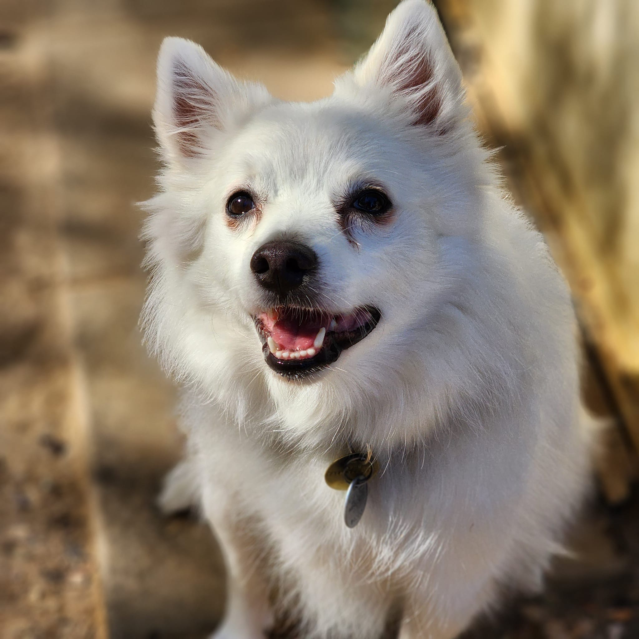 Enlarge NUKO, a Adopted American Eskimo Dog in Maineville, OH image 1/6