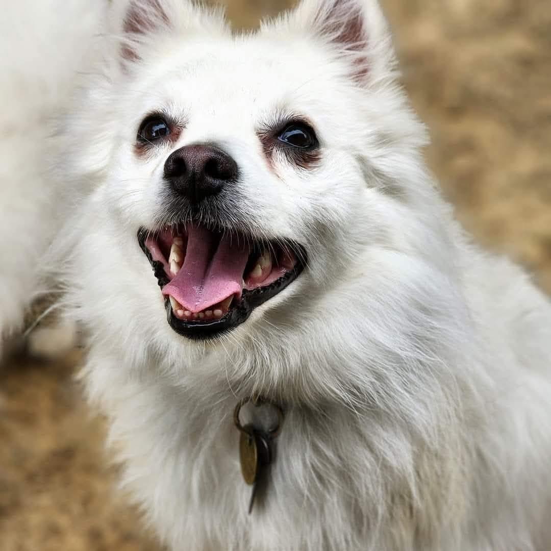 Enlarge NUKO, a Adopted American Eskimo Dog in Maineville, OH image 2/6