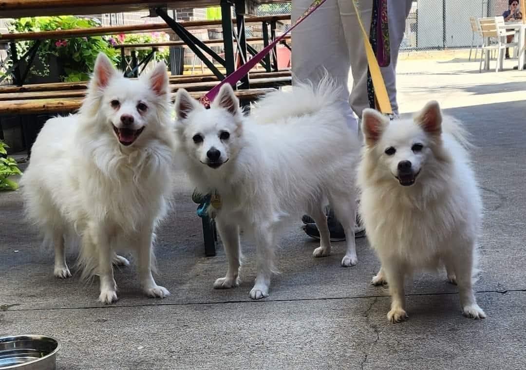 Enlarge NUKO, a Adopted American Eskimo Dog in Maineville, OH image 3/6