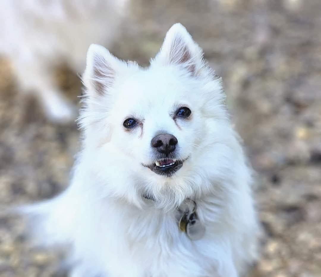 Enlarge NUKO, a Adopted American Eskimo Dog in Maineville, OH image 4/6