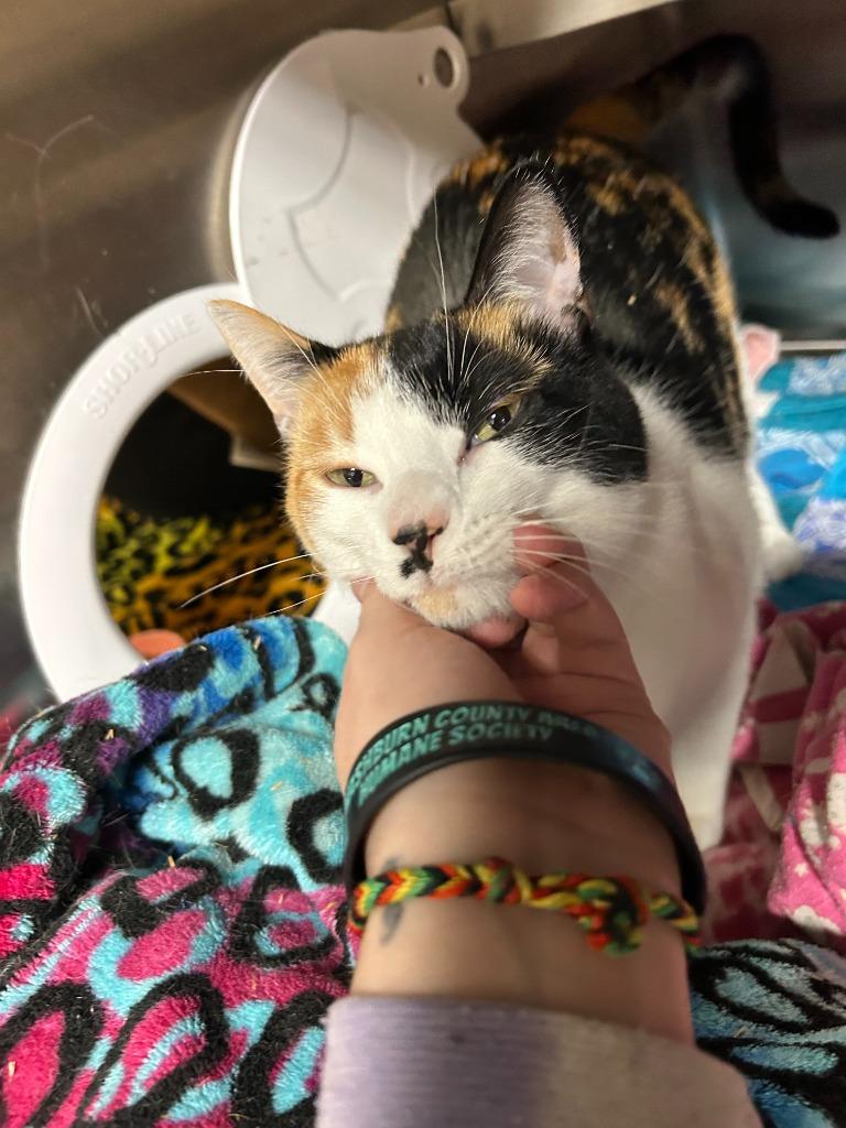 Smudge, Adopted, Adult Female Domestic Short Hair.