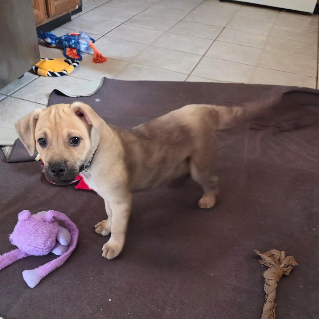 Style, Adoptable, Puppy Male English Setter & Mixed Breed.