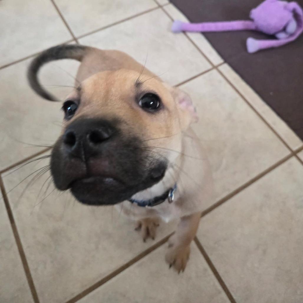Enlarge Style, a Adoptable mixed breed in St. Peters, MO image 2/6