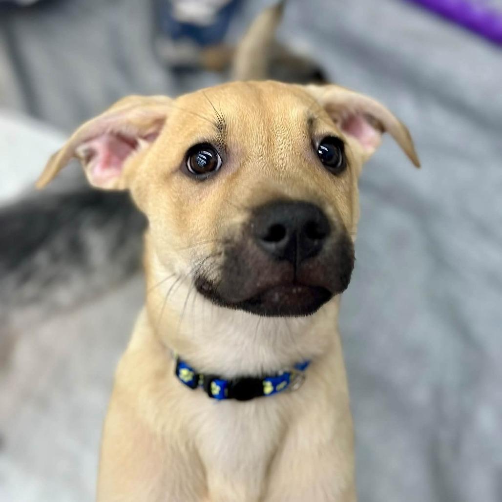 Enlarge Style, a Adoptable mixed breed in St. Peters, MO image 3/6