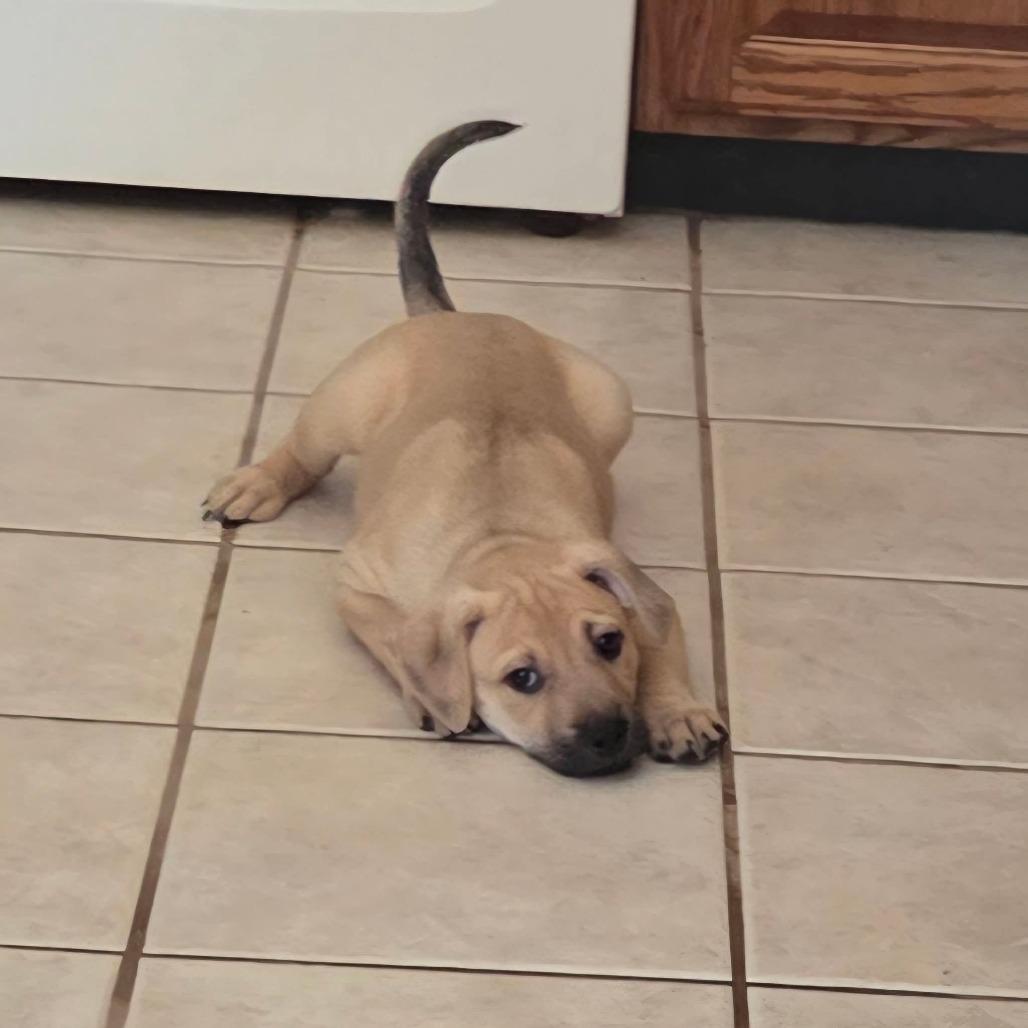 Enlarge Style, a Adoptable mixed breed in St. Peters, MO image 4/6