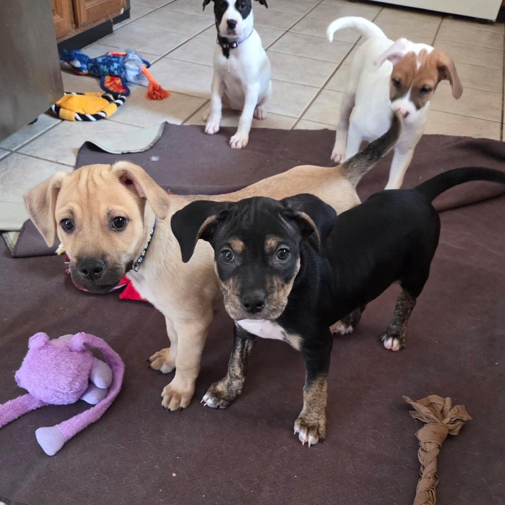 Enlarge Style, a Adoptable mixed breed in St. Peters, MO image 5/6