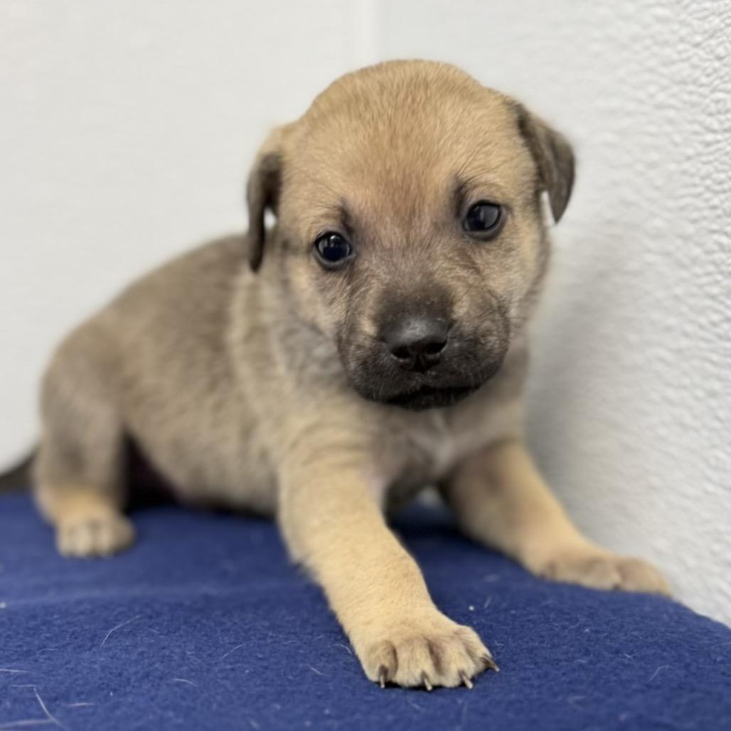 Enlarge Style, a Adoptable mixed breed in St. Peters, MO image 6/6