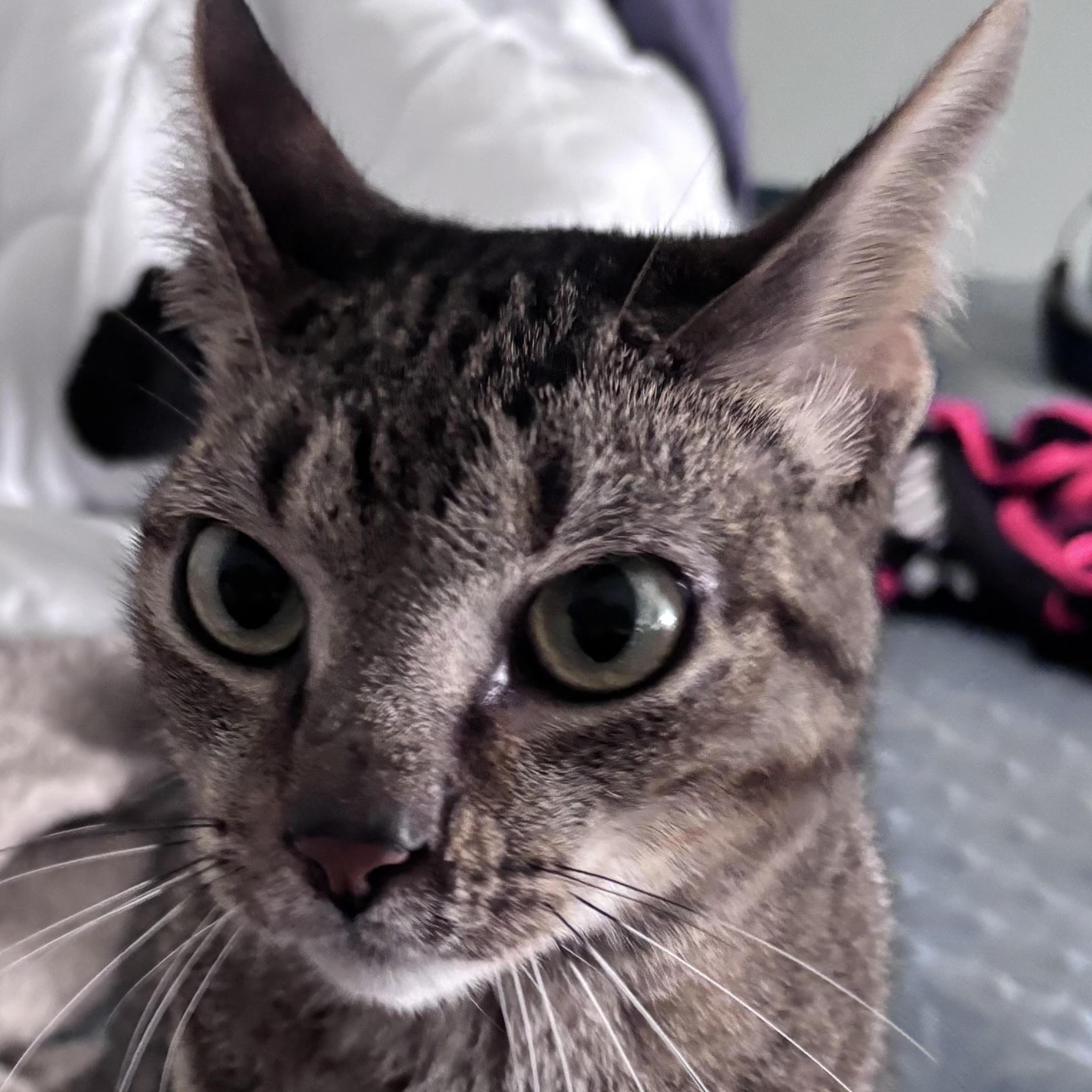 Murphy, an adoptable Domestic Short Hair in Calumet, MI, 49913 | Photo Image 2