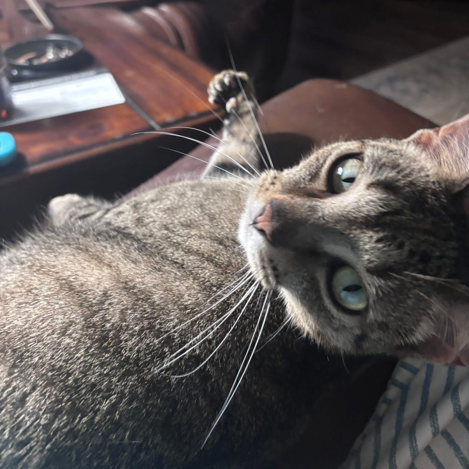 Murphy, an adoptable Domestic Short Hair in Calumet, MI, 49913 | Photo Image 3