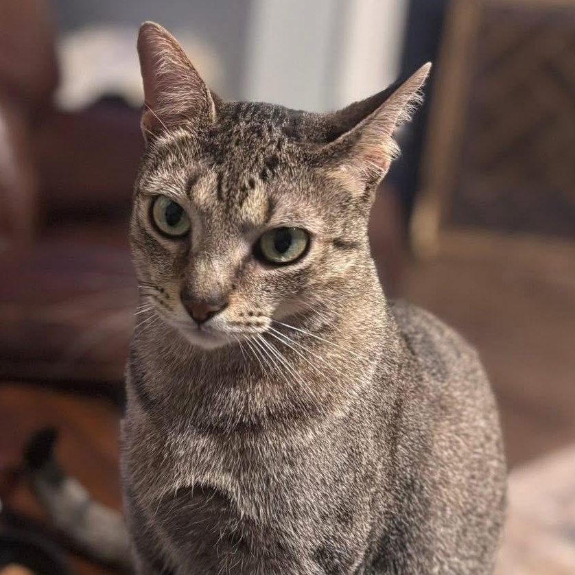 Murphy, Adoptable, Adult Male Domestic Short Hair.