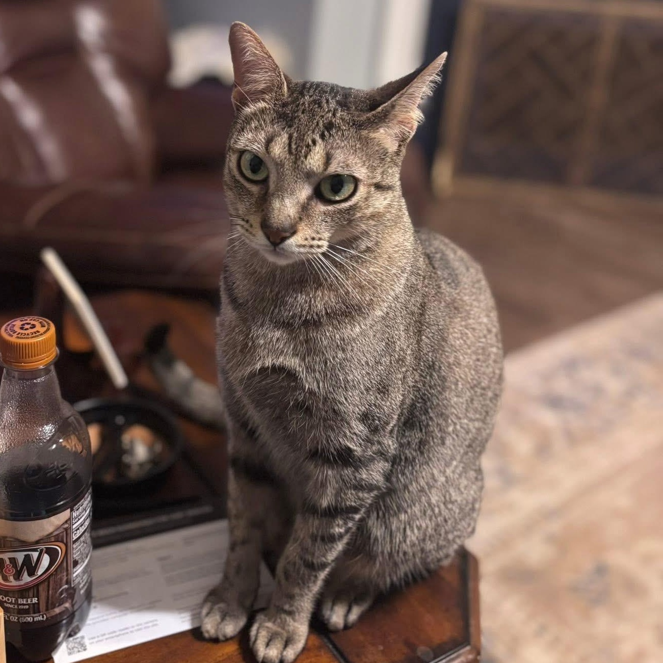 Murphy, an adoptable Domestic Short Hair in Calumet, MI, 49913 | Photo Image 5