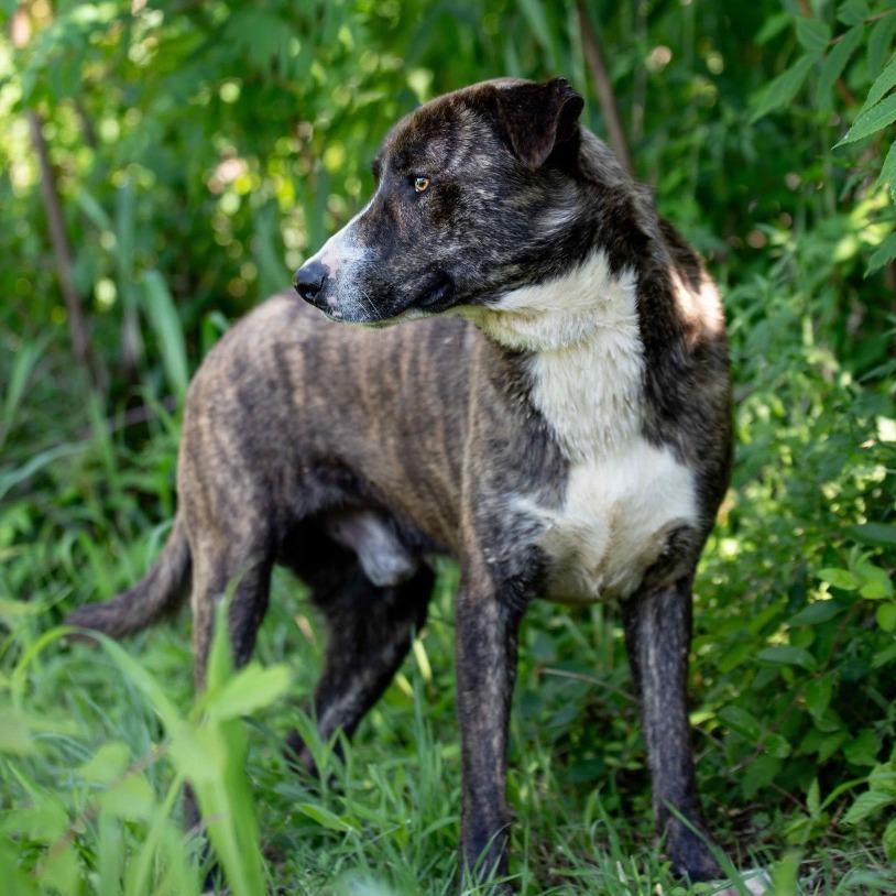 Shorty, a Adoptable Mixed Breed in Henderson, KY image 2/2