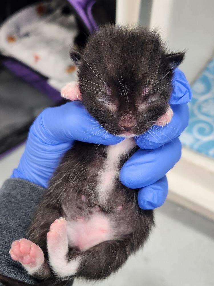Doc Holliday, Adoptable, Kitten Male Domestic Short Hair.