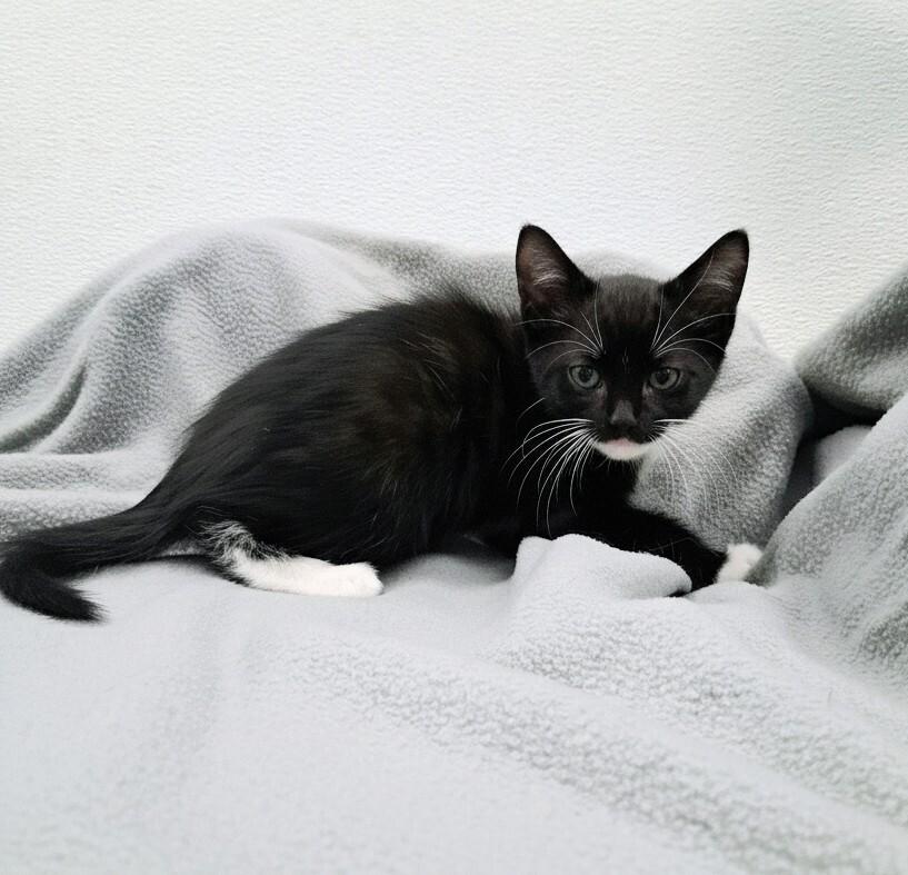 Enlarge Doc Holliday, a Adoptable Domestic Short Hair in Westfield, WI image 2/2