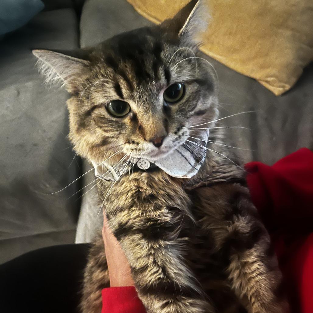 Dusee, Adoptable, Adult Male Domestic Long Hair & Domestic Short Hair.