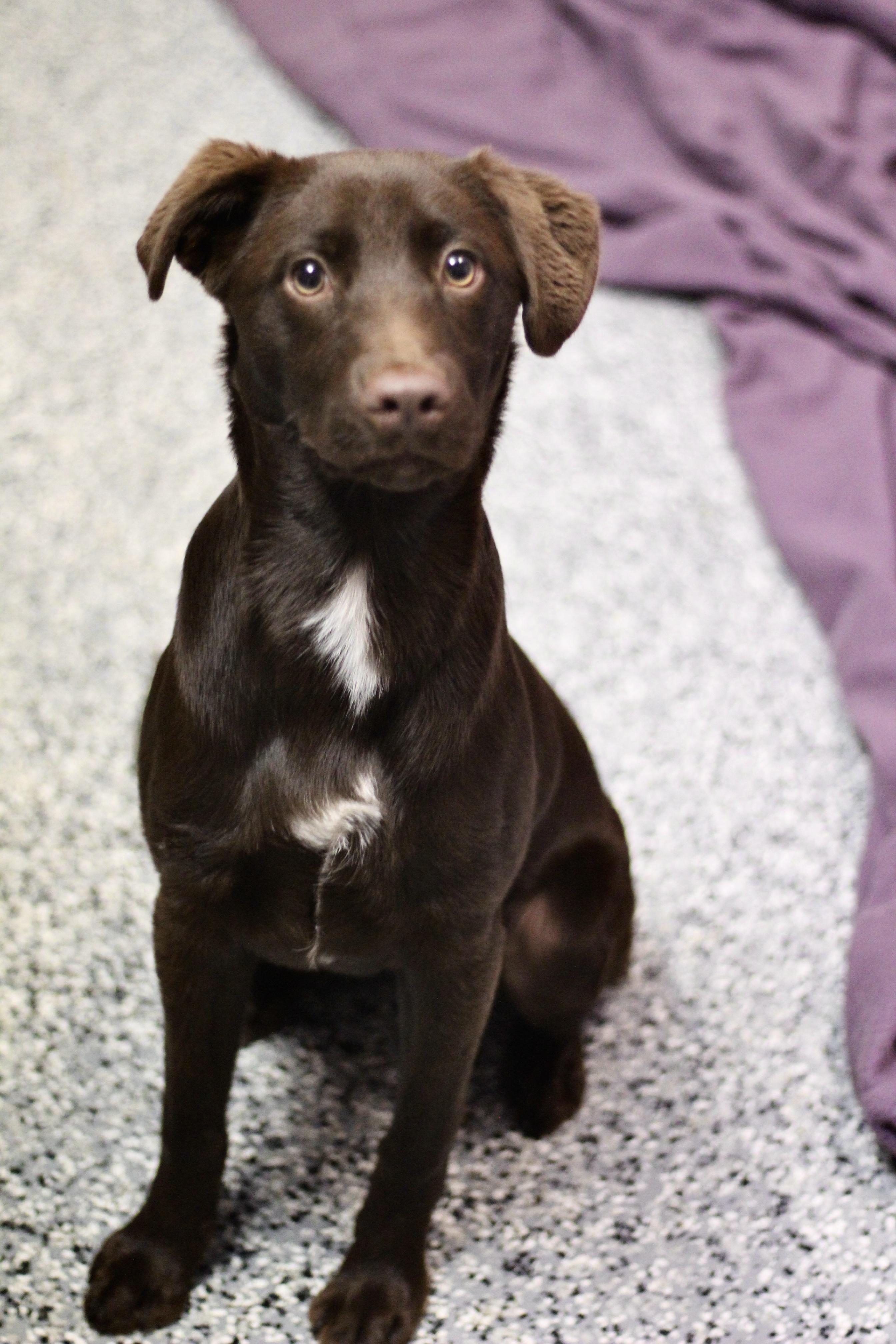 Hadley in NH. Come Meet our Adoptable Dogs Wednesday-Saturday. More info in Bio, Adoptable, Puppy Female Chocolate Labrador Retriever.