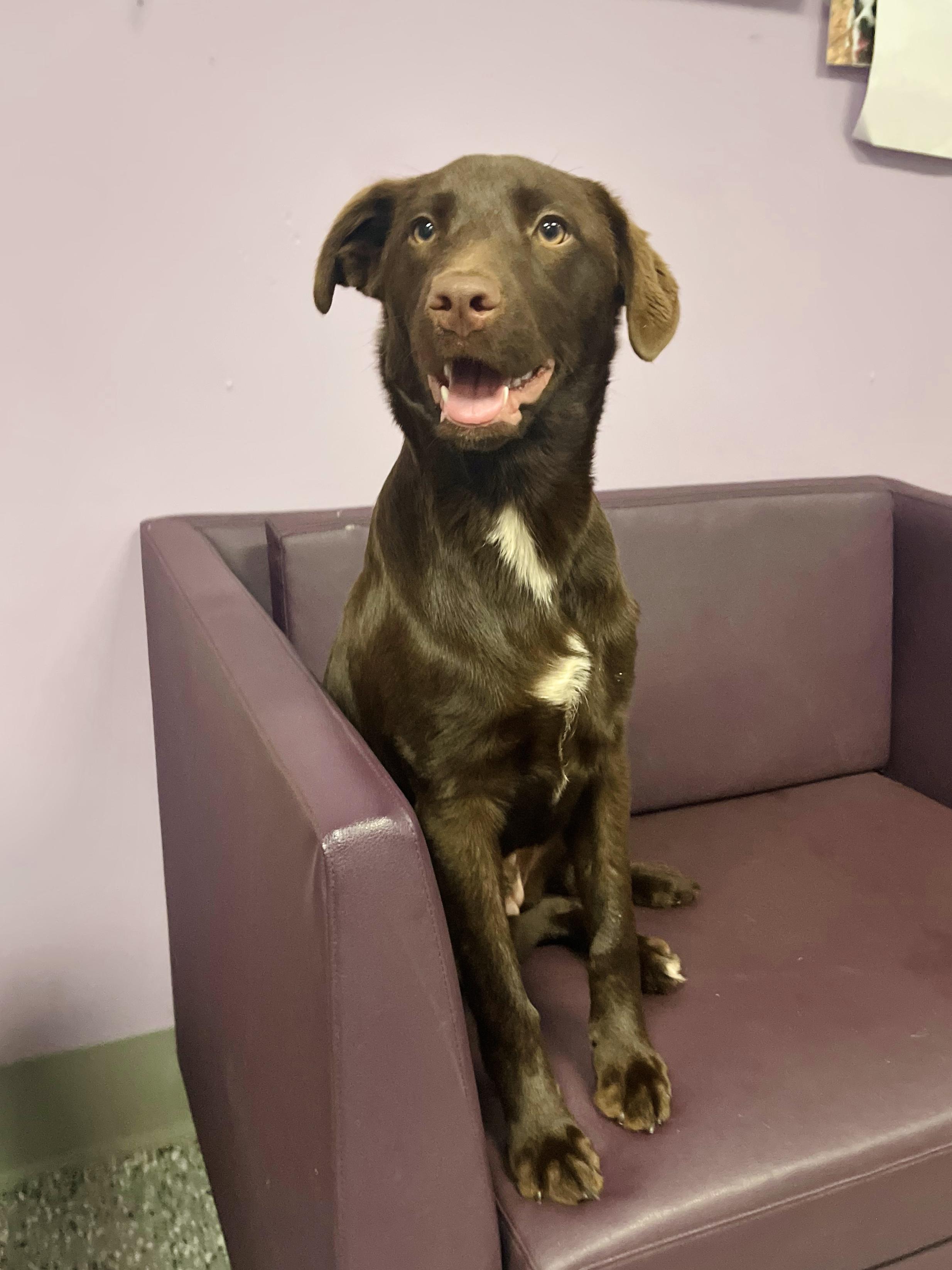 Enlarge Hadley in NH. Come Meet our Adoptable Dogs Wednesday-Saturday. More info in Bio, a Adopted mixed breed in Manchester, NH image 2/2