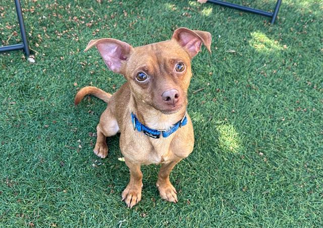 TEDDY, Adoptable, Adult Male Chihuahua & Mixed Breed.