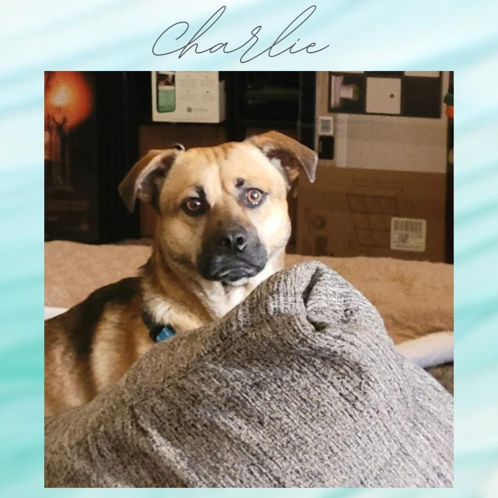 Enlarge Charlie, a Adoptable mixed breed in Mesa, AZ image 1/3