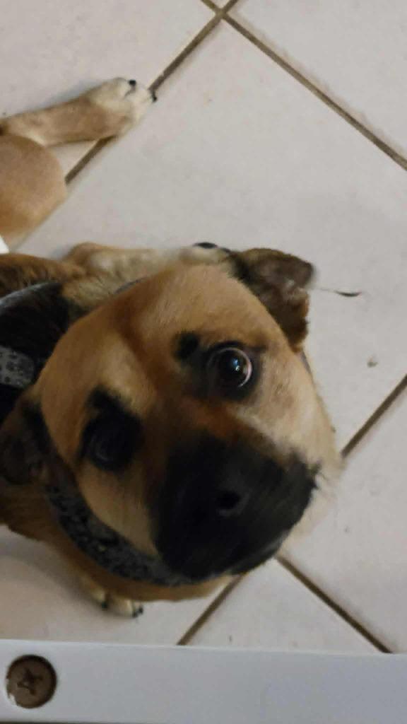 Enlarge Charlie, a Adoptable mixed breed in Mesa, AZ image 3/3