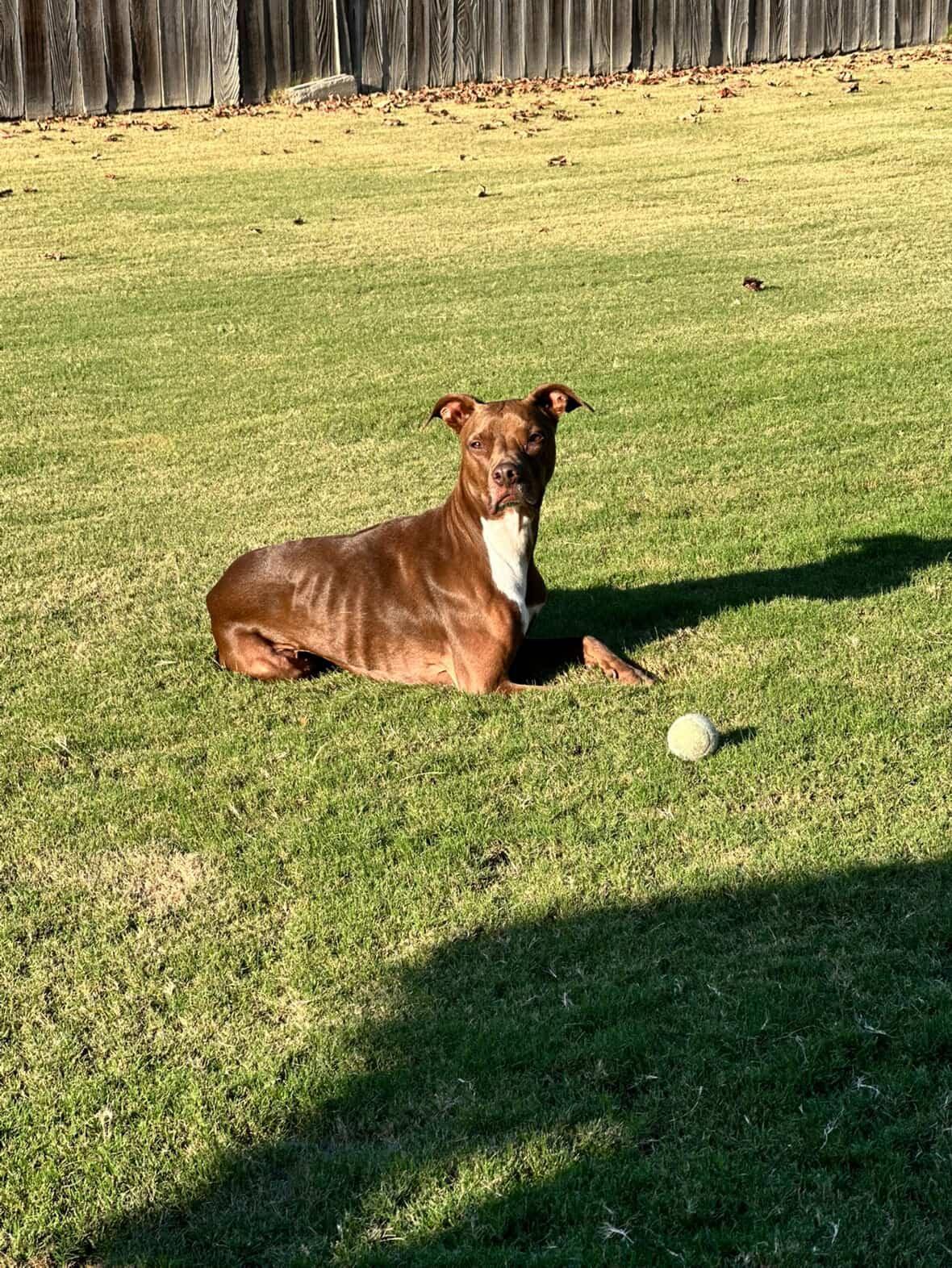 Reighn, a Adoptable mixed breed in Portland, OR image 3/3