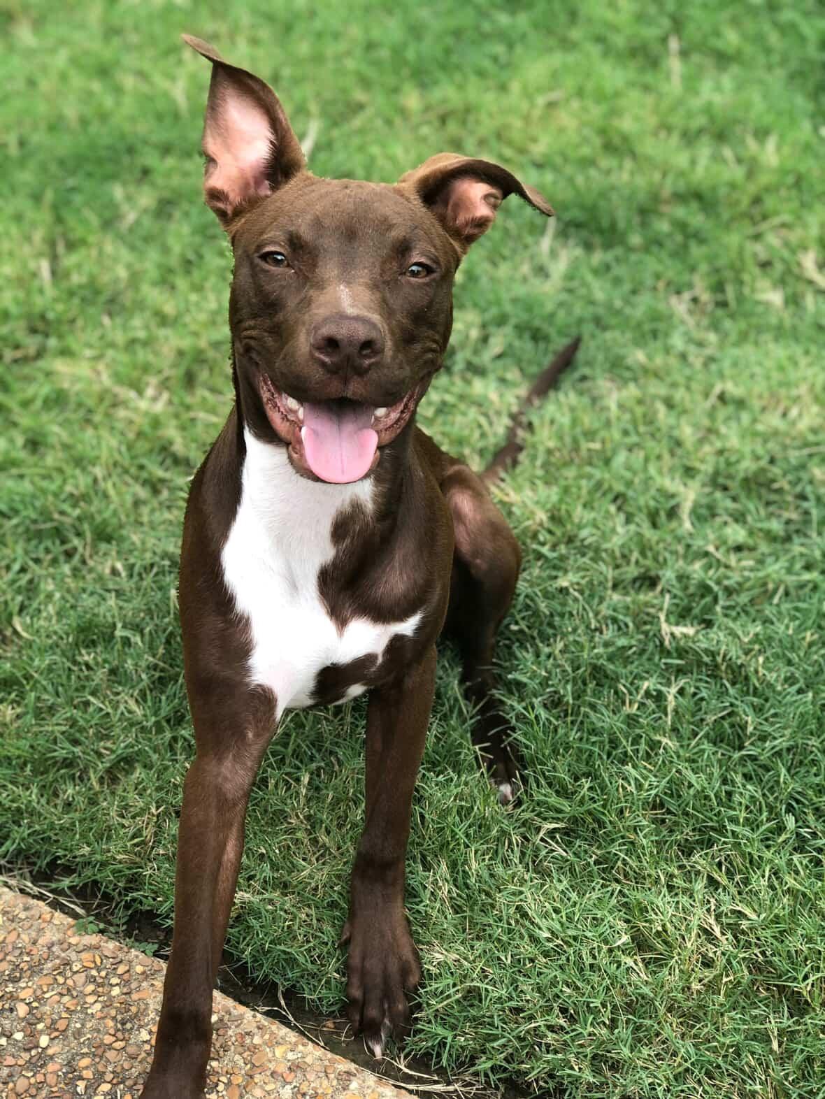 Reighn, a Adoptable mixed breed in Portland, OR image 2/3