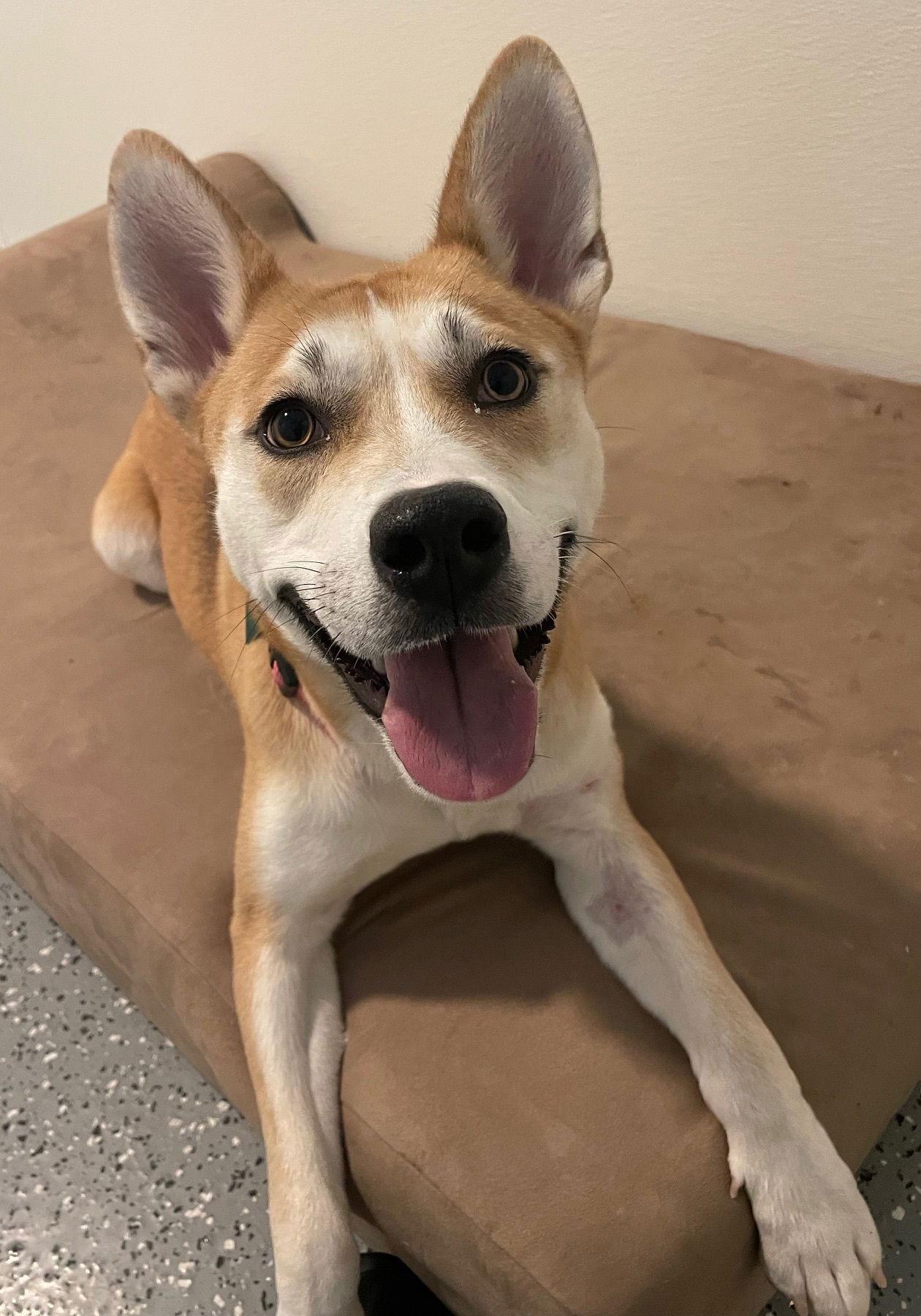 Foxy *FOSTER or FOREVER HOME NEEDED*, a Adoptable mixed breed in Oxford, MI image 1/3