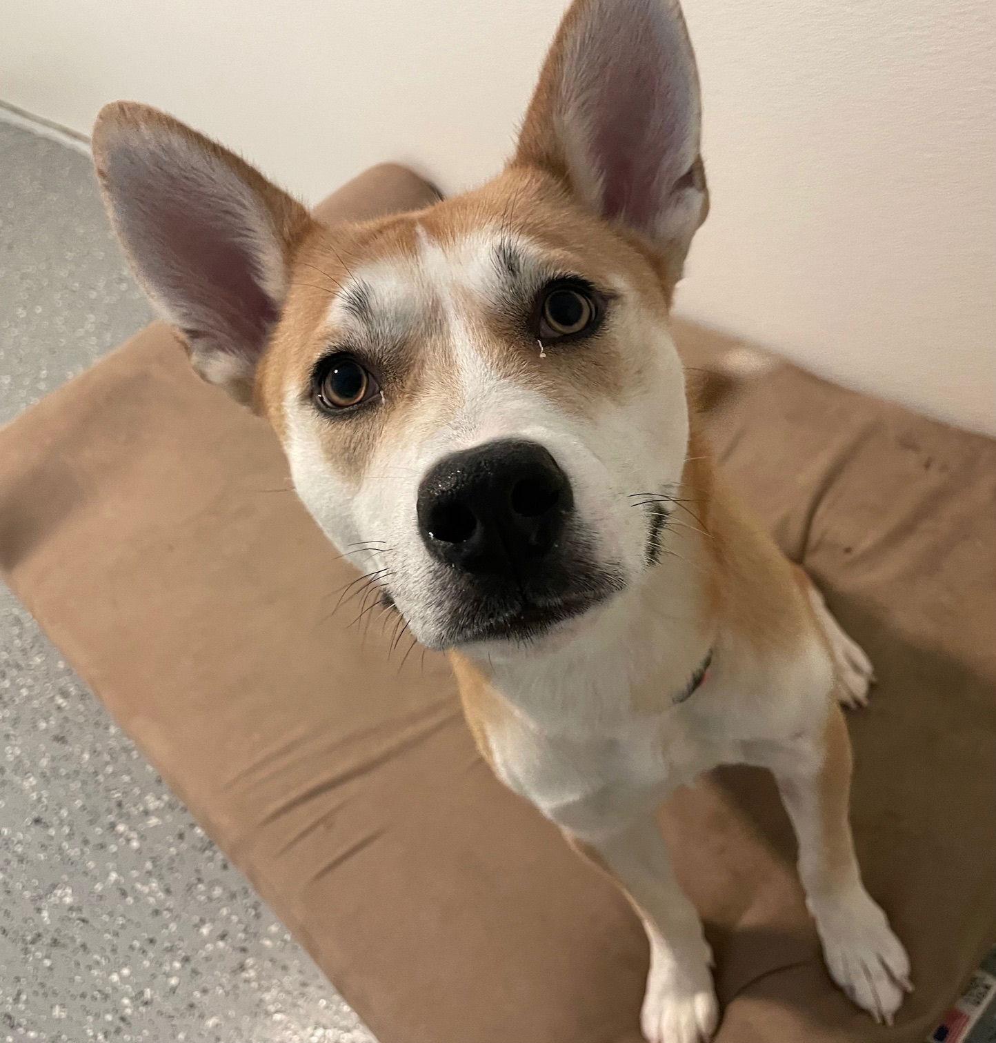 Foxy *FOSTER or FOREVER HOME NEEDED*, a Adoptable mixed breed in Oxford, MI image 2/3