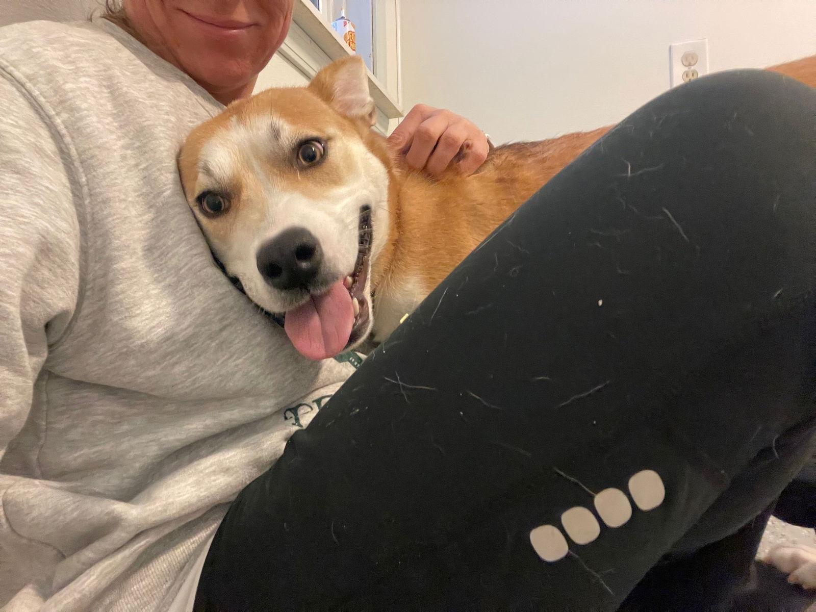 Foxy *FOSTER or FOREVER HOME NEEDED*, a Adoptable mixed breed in Oxford, MI image 3/3