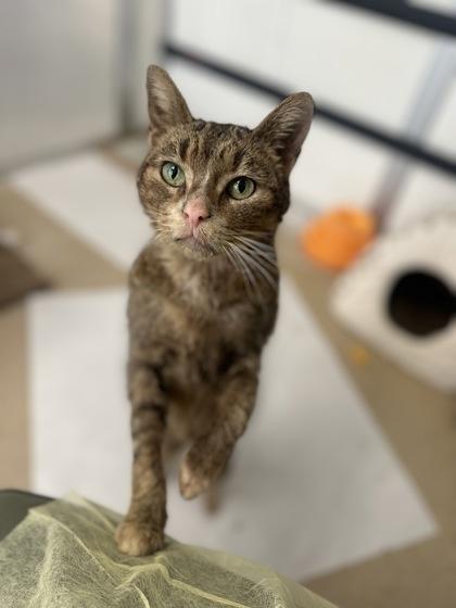 Paris, a ADOPTABLE Domestic Short Hair in Toronto, ON image 2/2