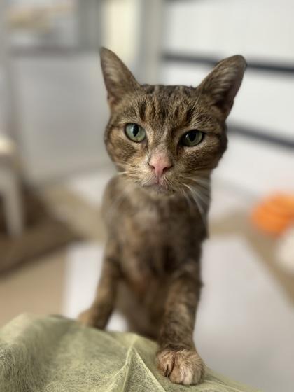 Paris, a ADOPTABLE Domestic Short Hair in Toronto, ON image 1/2