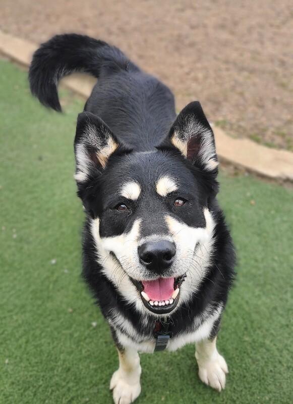 Enlarge Cheeto, a Adoptable mixed breed in Fruit Heights, UT image 2/6