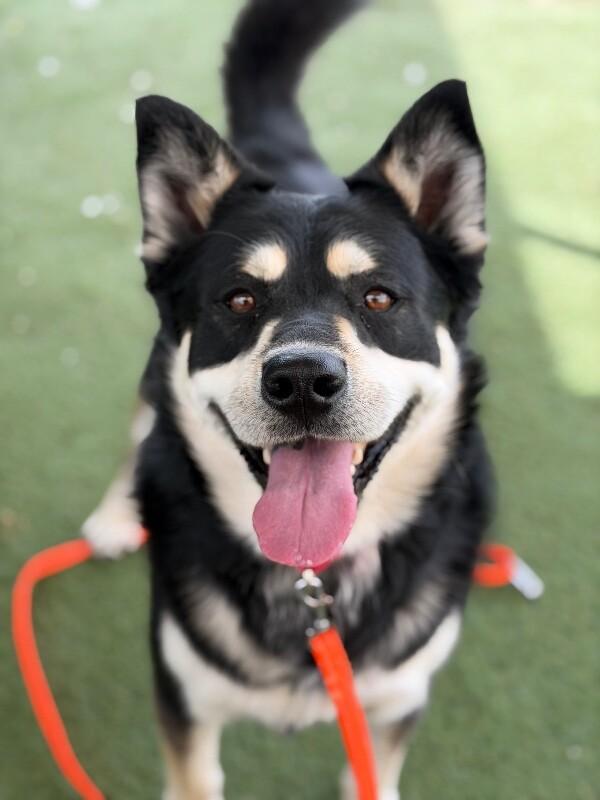 Enlarge Cheeto, a Adoptable mixed breed in Fruit Heights, UT image 3/6