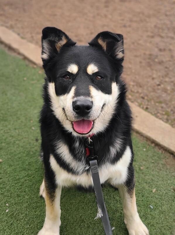 Enlarge Cheeto, a Adoptable mixed breed in Fruit Heights, UT image 4/6