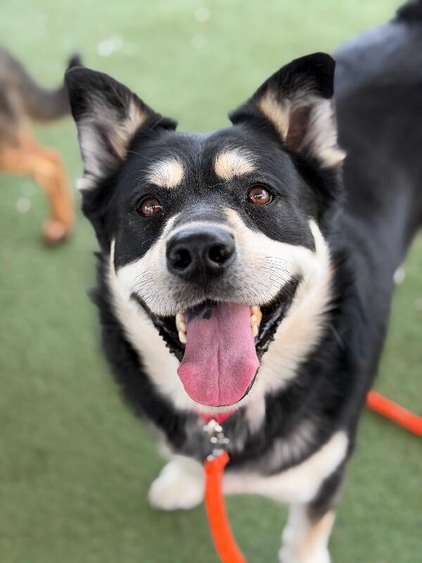 Enlarge Cheeto, a Adoptable mixed breed in Fruit Heights, UT image 6/6